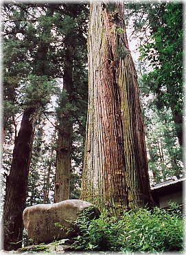 画像：一の宮神社の大杉