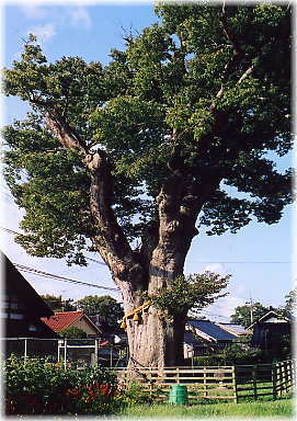 画像:飯川神社のケヤキ