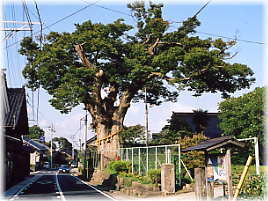 画像:飯川神社のケヤキ(全景)