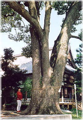 画像：飯富八幡神社のクスノキ（幹と並ぶ）