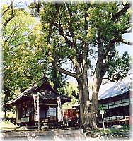 画像:飯富八幡神社のクスノキ