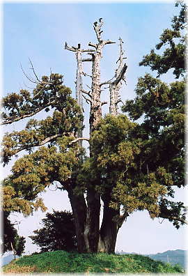 画像:鵤木の一本杉