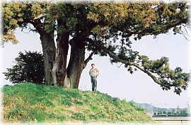 画像:鵤木の一本杉(幹と並ぶ)