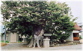 画像：今井神社のケヤキ（全景）