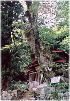 画像:今宮神社のケヤキ