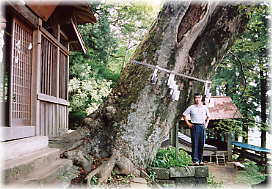 画像:今宮神社のケヤキ(幹と並ぶ)