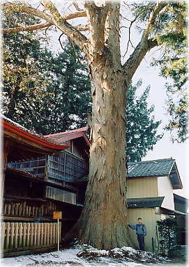 画像:伊那森神社のケヤキ(幹と並ぶ)