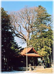 画像:伊那森神社のケヤキ(遠景)