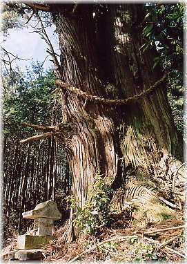 画像:一本杉峠の杉_1