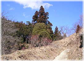 画像:一本杉峠の杉(遠望)