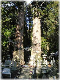 画像:諏訪神社の翁杉・媼杉_2