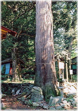 画像:地守神社の大杉