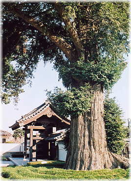 画像:神光寺の大カヤ