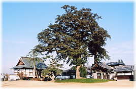画像:神光寺の大カヤ(遠景)