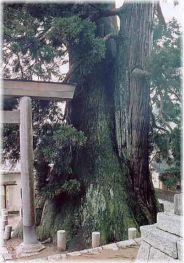 画像:貞観杉