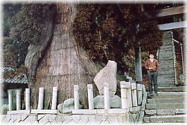 画像:貞観杉(幹と並ぶ)