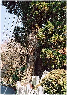 画像:常念杉_1