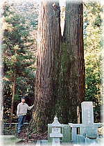 �摜�F��@���̃X�M�i���ƕ��ԁj