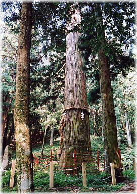 画像:神淵神社の大スギ