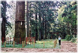 画像:神淵神社の大スギ(幹と並ぶ)