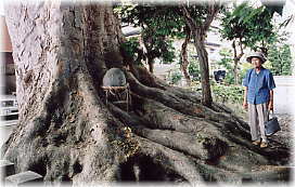 画像：熊野神社の欅（幹と並ぶ）