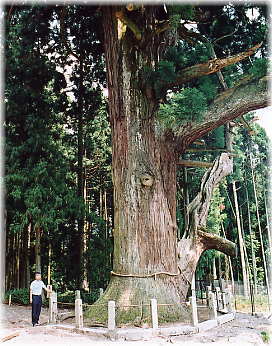 画像:神ノ御杖スギ(幹と並ぶ)