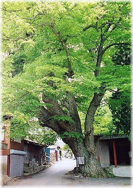 画像：上芦川諏訪神社の大ケヤキ
