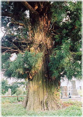 画像：松岡古城址の一本杉