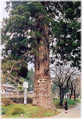 画像:神帰り杉(幹と並ぶ)