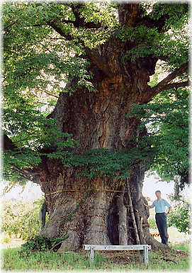 画像：上町の大木（幹と並ぶ）