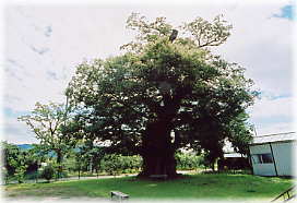 画像：上町の大木（全景）