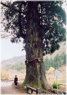 画像:神迎え杉(幹と並ぶ)