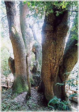 �摜�F��J�̑�N�X