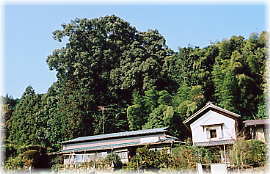 �摜�F��J�̑�N�X�i���i�j