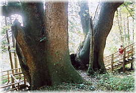 �摜�F��J�̑�N�X�i���ƕ��ԁj