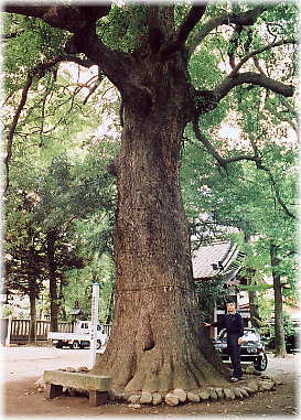 画像:金鑚神社のクスノキ(幹と並ぶ)