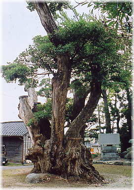 画像:鹿島路のタブノキ