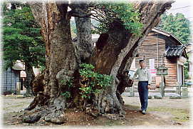 画像:鹿島路のタブノキ(幹と並ぶ)