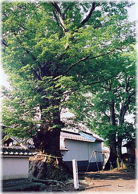 画像:勝手神社のケヤキ