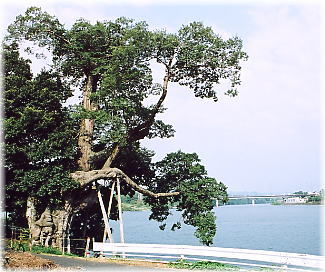 �摜�F�썇�̃��N�m�L_1