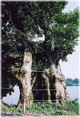 �摜�F�썇�̃��N�m�L_2