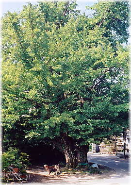 �摜�F�؏M���򎛂̂����傤_1