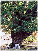 �摜�F�؏M���򎛂̂����傤_2