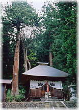 画像：加茂神社のスギ