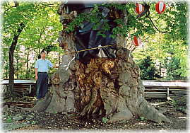 画像：桐原牧神社のケヤキ（幹と並ぶ）