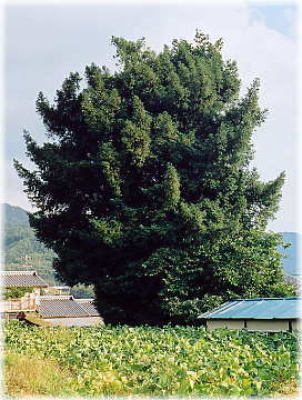 画像:北日名のカヤ(全景)