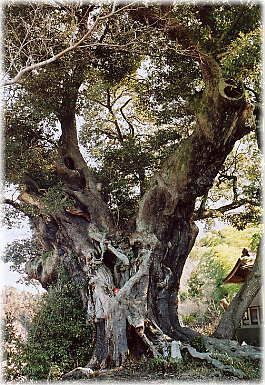 画像:八坂神社のシイ