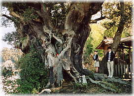 画像:八坂神社のシイ(幹と並ぶ)