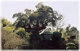 画像:八坂神社のシイ(全景)