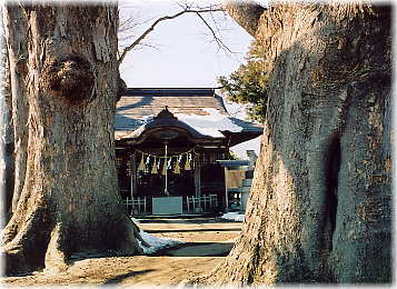 画像：狐島神社のケヤキ
